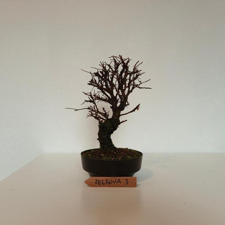Bonsai - ulmus parvifolia - iep/olm, Tuin en Terras, Planten | Bomen, Overige soorten, Minder dan 100 cm, Volle zon, Lente, In pot