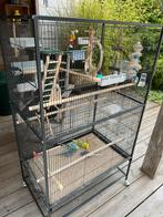 Vogelkooien met parkietjes, Dieren en Toebehoren, Parkiet