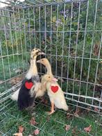 Twee Indische loopeenden zoeken nieuwe thuis, Dieren en Toebehoren, Pluimvee, Mannelijk, Eend