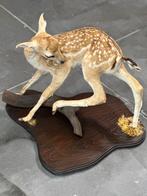 Opgezette hertje damhertje prachtige staat, Enlèvement