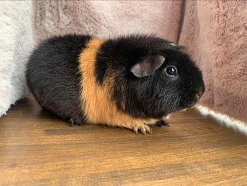 Ontzettend lieve Us Teddy cavia