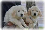 Golden Retriever pups, Dieren en Toebehoren, Honden | Retrievers, Spaniëls en Waterhonden, Golden retriever, België, CDV (hondenziekte)