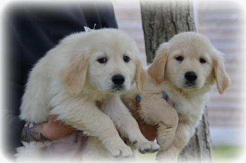 Golden Retriever pups, Dieren en Toebehoren, Honden | Retrievers, Spaniëls en Waterhonden, Meerdere dieren, Golden retriever, Fokker | Professioneel