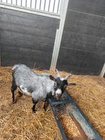 Mooie bokje te huur, Dieren en Toebehoren