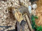 Pogona, Animaux & Accessoires, Plusieurs animaux