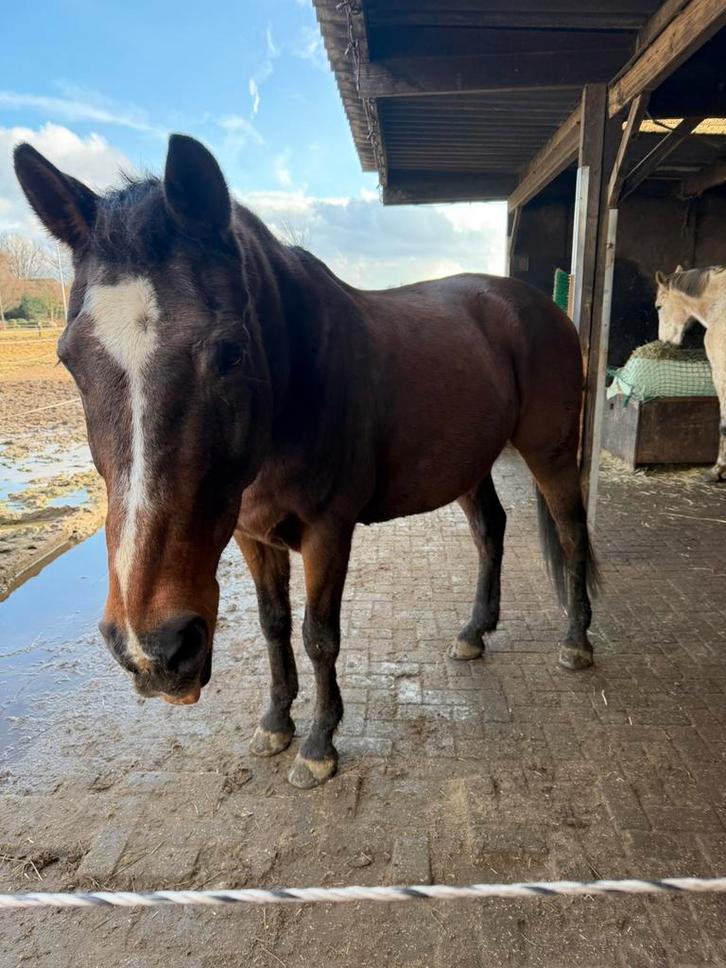 La douce chanteuse de 22 ans Sheide Brown, Animaux & Accessoires, Chevaux, Hongre, M