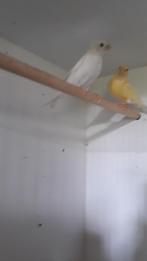 kanarie, Dieren en Toebehoren, Vogels | Kanaries
