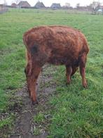 Red agnus vaars., Dieren en Toebehoren, Vrouwelijk, 0 tot 2 jaar