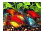 Platy MIX