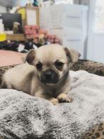 chiots chihuahua nés chez nous, Animaux & Accessoires, Chiens | Chihuahuas & Chiens de compagnie, Plusieurs, Parvovirose, Chihuahua