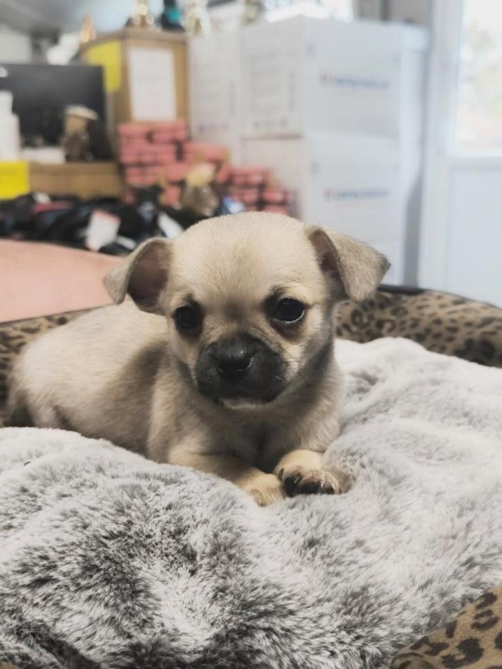 chihuahua pupjes bij ons geboren, Dieren en Toebehoren, Honden | Chihuahua's en Gezelschapshonden, Meerdere dieren, Chihuahua