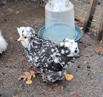 Usa zijdehoen motteld HENNETJES, Vrouwelijk, Kip