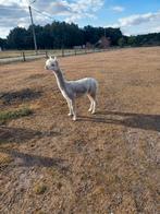 Alpaca, Dieren en Toebehoren