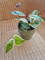 Hoya carnosa Krimson queen, Huis en Inrichting, Kamerplanten, Ophalen of Verzenden