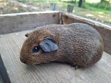 Cavia's te koop beschikbaar voor biedingen