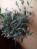 Olivier, Jardin & Terrasse, Enlèvement