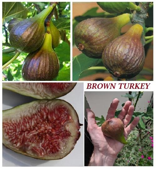 VIJGENPLANTEN oa "BROWN TURKEY", 1 Meter in Pot 3L, 18€/stuk, Jardin & Terrasse, Plantes | Jardin, Plante fixe, Plantes fruitières