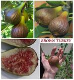 VIJGENPLANTEN oa "BROWN TURKEY", 1 Meter in Pot 3L, 18€/stuk, Vaste plant, Fruitplanten, Ophalen of Verzenden, Volle zon