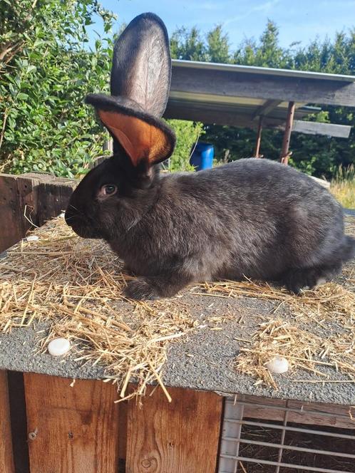 Echte vlaamse  reuzen, Dieren en Toebehoren, Konijnen