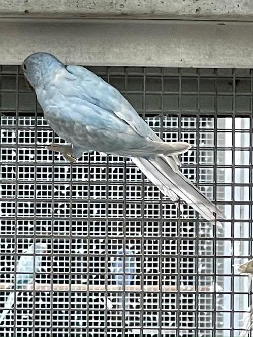 Halsbandparkiet, Dieren en Toebehoren, Vogels | Parkieten en Papegaaien