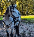 Pre ruin met correcte papieren, Dieren en Toebehoren, Paarden, Ruin, Zadelmak