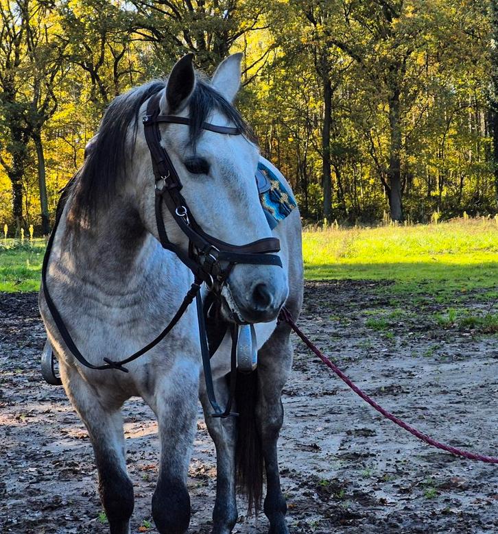 Pre ruin met correcte papieren, Dieren en Toebehoren, Paarden, Ruin, Zadelmak