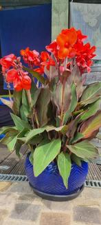 Canna rood, Ophalen of Verzenden