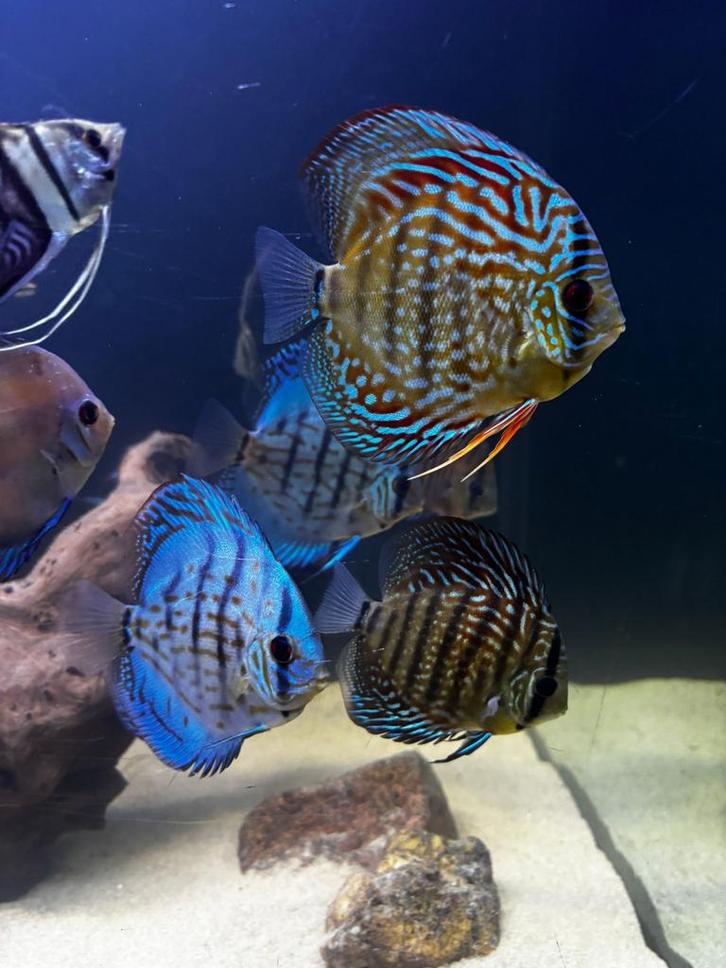 Discussen, 1 koppel en gezelschap vissen, Dieren en Toebehoren, Vissen | Aquariumvissen