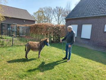 Prachtig mini ezeltje beschikbaar voor biedingen