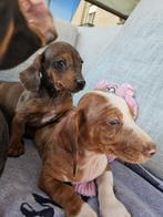 Lieve Teckels pups te koop, België, Fokker | Hobbymatig, 8 tot 15 weken, Korthaar