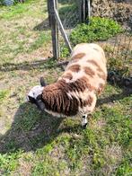 Prachtige jonge bonte ram geboren begin maart, Dieren en Toebehoren