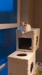 BRITSE KORTHAAR KITTEN met stamboom, Dieren en Toebehoren, Katten en Kittens | Raskatten | Korthaar, Kater, Gechipt, 0 tot 2 jaar