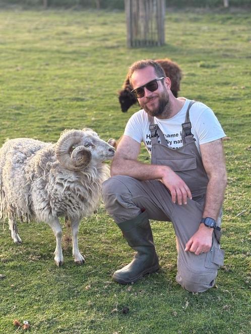 Stamboek (!) Ouessant lammetjes beschikbaar!, Dieren en Toebehoren, Schapen, Geiten en Varkens, Schaap, Meerdere dieren, 0 tot 2 jaar