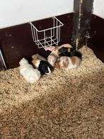 Cavia, Dieren en Toebehoren, Knaagdieren, Cavia, Augustus, Meerdere dieren, Tam