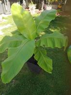 Bananenplant Musa Bajo. 110cm hoog. Winterhard., Ophalen, Vaste plant, Halfschaduw, Zomer