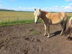 Brave 2.5 jarige haflinger Merrie En betuigde shetland ruin, Dieren en Toebehoren, Pony's, Merrie