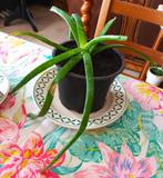 Aloe vera, Maison & Meubles, Plantes d'intérieur, Ombre partielle, Plante verte, Enlèvement, Moins de 100 cm