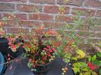 Vend ou échange cotoneaster rampant (horizontalis), Jardin & Terrasse, Moins de 100 cm, Enlèvement, Autres espèces, Arbuste