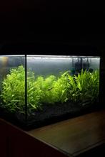 Volledige Juwel aquariumset 80L - compleet ingericht, Dieren en Toebehoren, Ophalen, Zo goed als nieuw, Gevuld zoetwateraquarium