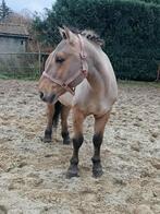 5-jarige pony, Dieren en Toebehoren, Pony's, Ruin, Zadelmak, 3 tot 6 jaar, Gechipt