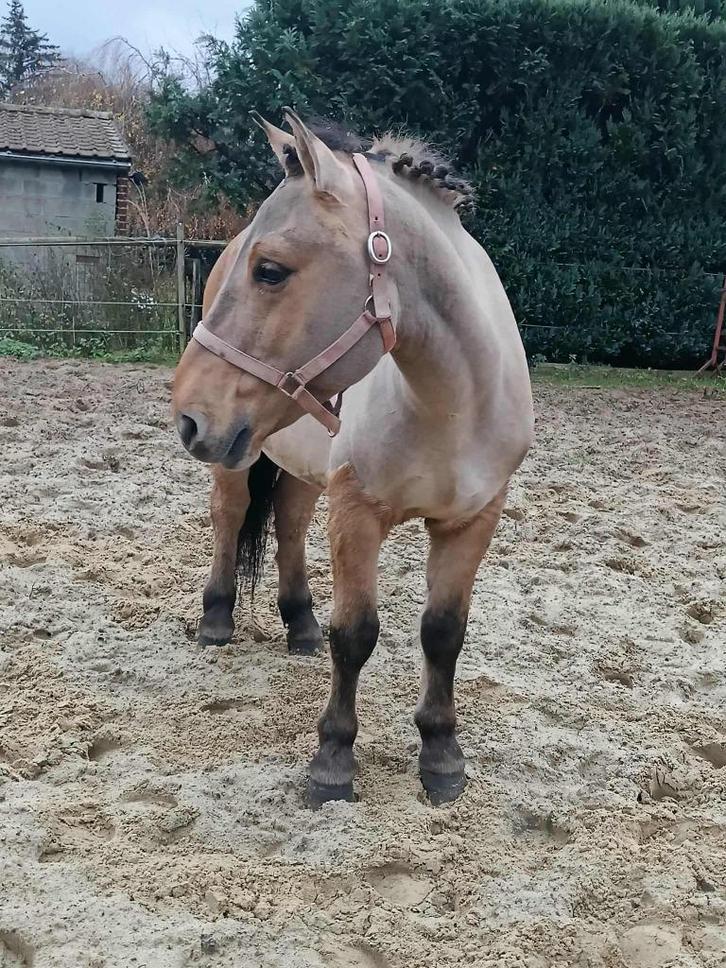 5-jarige pony, Dieren en Toebehoren, Pony's, Ruin, Zadelmak, D pony (1.37m tot 1.48m), Recreatiepony, 3 tot 6 jaar, Gechipt, Ontwormd