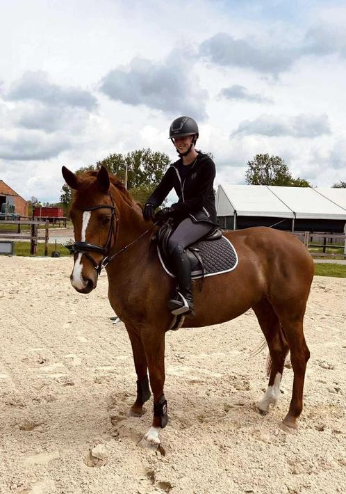 10 jarige merrie, Dieren en Toebehoren, Paarden, Merrie, Niet van toepassing, 160 tot 165 cm, 7 tot 10 jaar, Springpaard