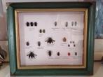 Taxidermy, Verzamelen, Ophalen of Verzenden, Nieuw, Insect, Opgezet dier