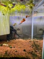Guppy, Dieren en Toebehoren, Vissen | Aquariumvissen