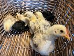 9 kuikentjes chabo x legkip, Animaux & Accessoires