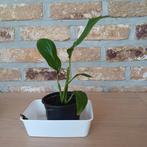 lepelplant, Huis en Inrichting, Kamerplanten, Ophalen, Overige soorten, Halfschaduw, In pot