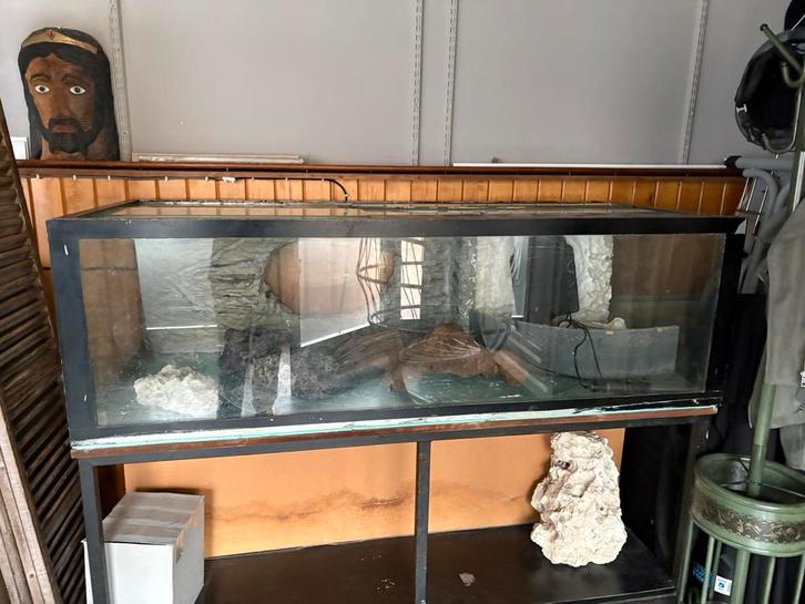 aquarium, Animaux & Accessoires, Poissons | Poissons d'aquarium