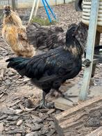 Kruising ayam cemani haan, Dieren en Toebehoren, Mannelijk, Kip
