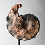 Fossiel Ammoniet op standaard Mammites nodosoides #2, Ophalen of Verzenden, Fossiel