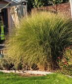 Siergras, Jardin & Terrasse, Enlèvement, Comme neuf, Herbe